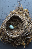 Blue egg in bird's nest of moss and twigs