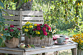 Korbkasten mit Zinnien 'Profusion Mix' auf Baumbank