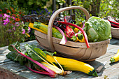 Gemüseernte : Mangold 'Bright Lights', Zucchini und Eisbergsalat