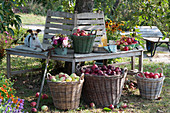 Apple Harvest On Tree Bench Under The Apple Tree