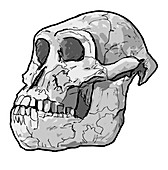 Australopithecus afarensis skull, illustration