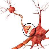 Dopamine neuron chemistry, illustration