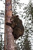Brown bear cub climbing a tree