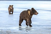 Brown bear cubs on ice