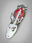 Juvenile American alligator, 3D CT scan