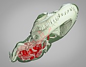 Juvenile American alligator, 3D CT scan