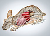 Chinchilla anatomy, 3D CT scan