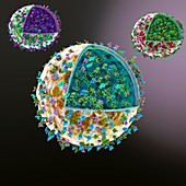 Exosome complexes in cells, illustration