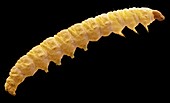 Plum fruit moth larva, SEM