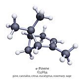 Alpha-pinene terpene, molecular model