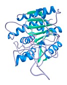 Carboxypeptidase A enzyme protein structure