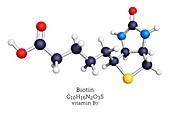 Molecular model of vitamin B7
