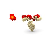 Nanobody and antibody size comparison, illustration