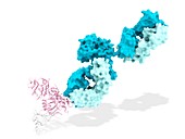 PCSK9 inhibition by monoclonal antibody, illustration