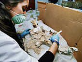 Fossil analysis at Neanderthal excavation site