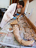 Fossil analysis at Neanderthal excavation site
