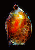Water flea and eggs, light micrograph