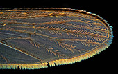 Mosquito wing, light micrograph