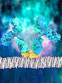 Monoclonal antibody ipilimumab and receptor, illustration