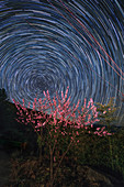 Star trails over flowers, time-exposure image