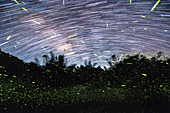 Star trails and fireflies, time-exposure image