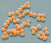 Staphylococcus aureus bacteria, SEM