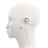 Model of a human head, illustration