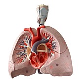 Anatomical model of the internal organs