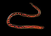 Mansonella ozzardi parasitic worm, illustration