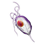 Trichomonas vaginalis, illustration