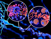 Tau protein in Alzheimer's disease, illustration