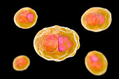 Chlamydia trachomatis bacteria, illustration