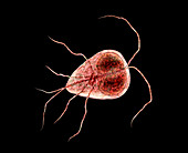 Giardia lamblia parasite, illustration