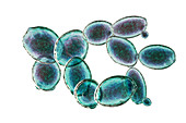 Yeast Saccharomyces cerevisiae, illustration