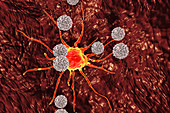 T-lymphocytes attacking cancer cell, illustration