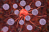 T-lymphocytes attacking cancer cell, illustration