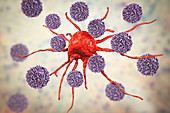 T-lymphocytes attacking cancer cell, illustration