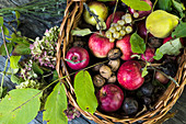 An autumnal still life with apples, pears, grapes and walnuts