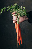 Hand holding a bunch of fresh carrots