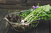 Red oak leaf lettuce, white turnips and herbs in wire basket
