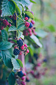 Blackberries on a blackberry plant