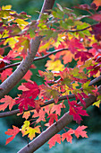 Red maple tree 'Autumn Blaze' (detail)