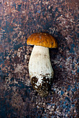 Boletus edulis- wild porcini mushroom