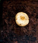 Lactarius piperatus - Blancaccio wild mushroom