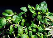 Fresh herbs (close-up)