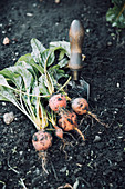 Digging up beetroot in a kitchen garden