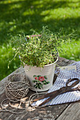 Thyme in zinc bucket decorated with rose motif