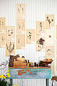 Vintage botanical illustrations on white-painted wooden wall above various utensils on wooden table