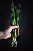 A bunch of Asian spring onions