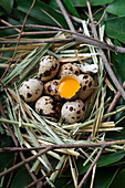 Straw and foliage nest with quail eggs and one beaten showing golden yolk